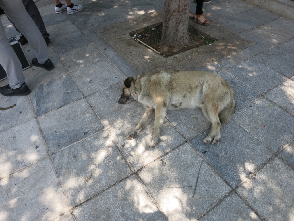 I blame this dog for everything.