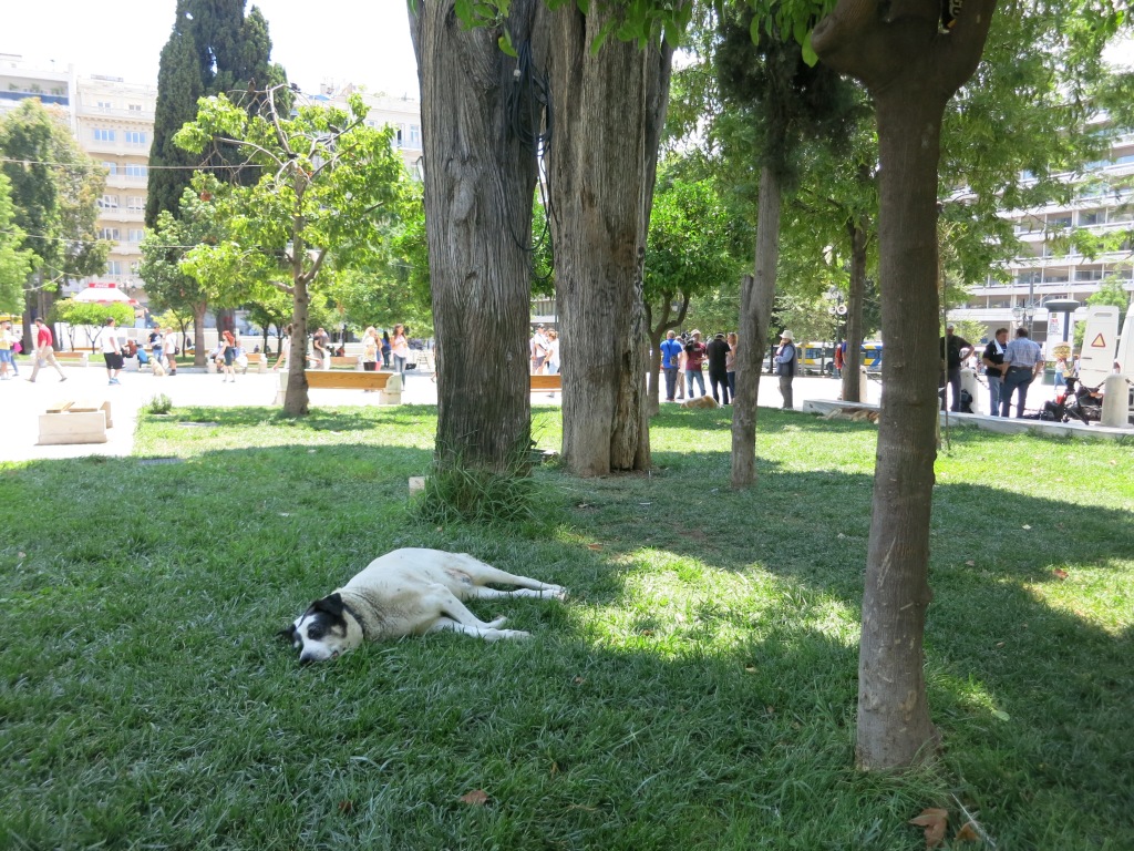 No really, what's going on? Why are there so many dogs.