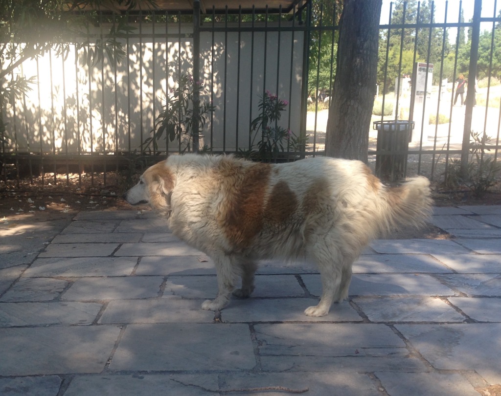 The last dog in Greece with the courage to stand on his own four paws.