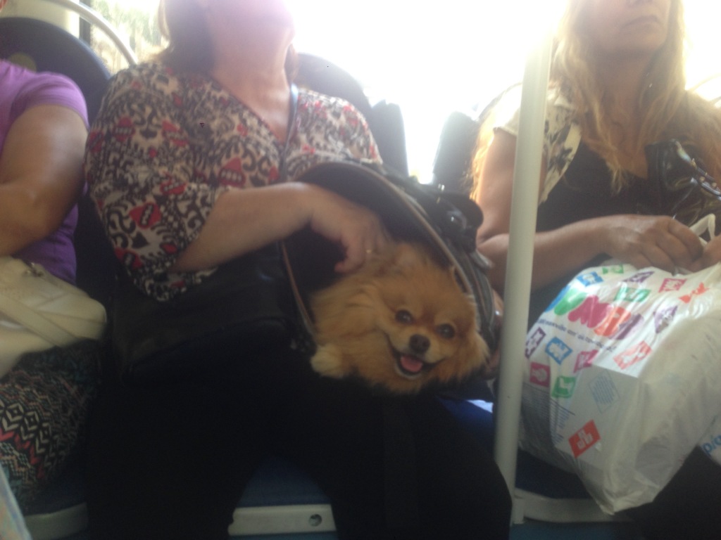 A happy dog. Thank god.